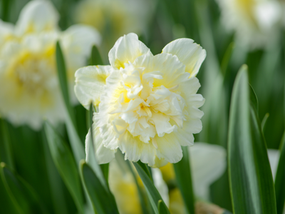 Dubbelbloemige narcissen