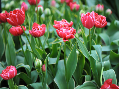 Dubbelbloemige tulpen