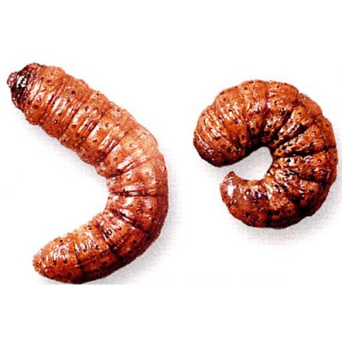 Ecostyle aaltjes tegen aardrups 60 m² - afbeelding 2