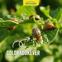 Ecostyle aaltjes tegen coloradokever 50 m² - afbeelding 3