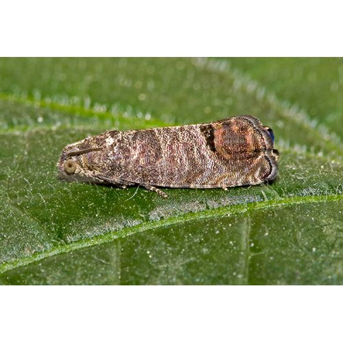 Ecostyle Aaltjes tegen larven fruitmot 60 m² - afbeelding 2