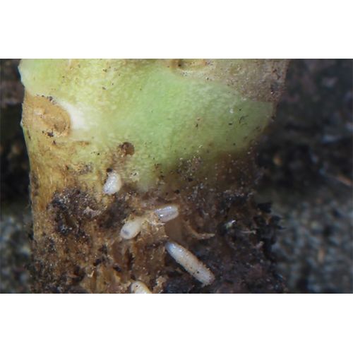 Ecostyle aaltjes tegen larven koolvlieg 60 m2 - afbeelding 2