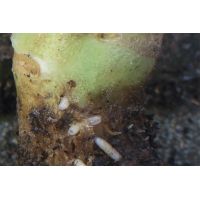 Ecostyle aaltjes tegen larven koolvlieg 60 m2 - afbeelding 2