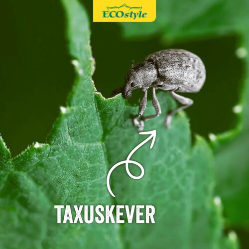 Ecostyle aaltjes tegen larven taxus-kever H 1000 m² - afbeelding 3