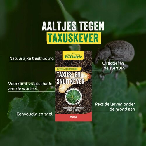 Ecostyle aaltjes tegen larven taxus-kever L 10 m² - afbeelding 2