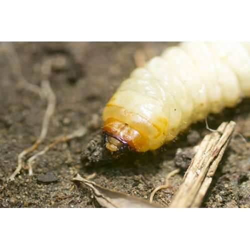 Ecostyle aaltjes tegen larven taxus-kever L 10 m² - afbeelding 2