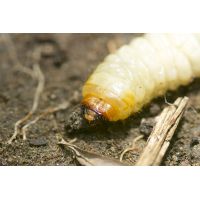 Ecostyle aaltjes tegen larven taxus-kever L 10 m² - afbeelding 2