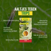 Ecostyle Aaltjes tegen larven trips 10 m² - afbeelding 2