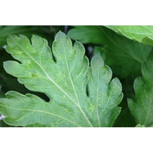 Ecostyle Aaltjes tegen larven trips 50 m² - afbeelding 2