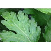 Ecostyle Aaltjes tegen larven trips 50 m² - afbeelding 2