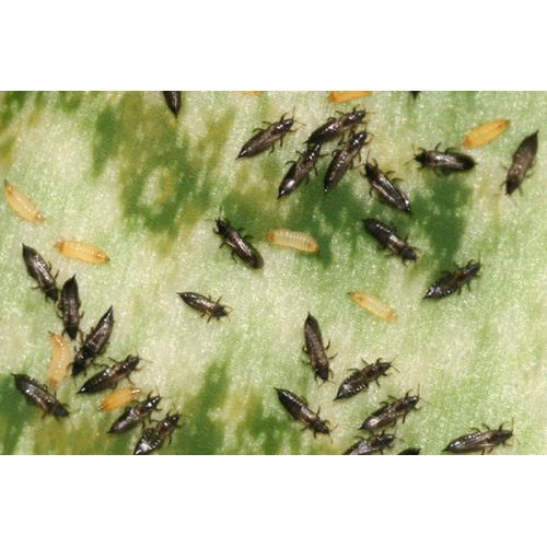 Ecostyle Aaltjes tegen larven trips 50 m² - afbeelding 3