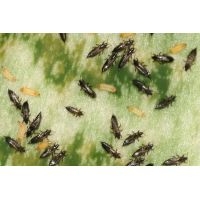 Ecostyle Aaltjes tegen larven trips 50 m² - afbeelding 3