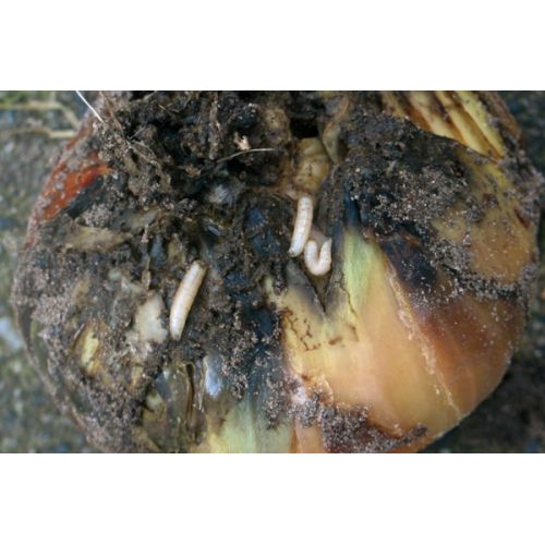 Ecostyle aaltjes tegen larven uienvlieg 60 m2 - afbeelding 2