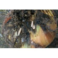 Ecostyle aaltjes tegen larven uienvlieg 60 m2 - afbeelding 2