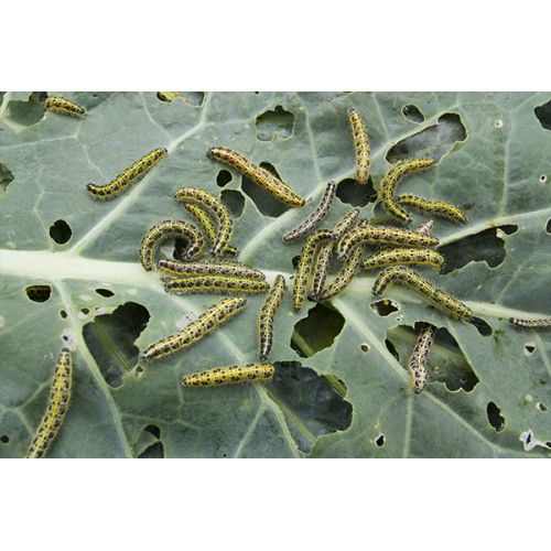 Ecostyle Aaltjes tegen rupsen 60 m² - afbeelding 2