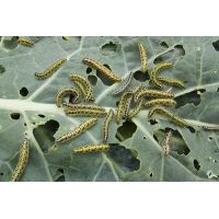 Ecostyle Aaltjes tegen rupsen 60 m² - afbeelding 2