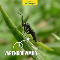 Ecostyle Aaltjes tegen varenrouwmug 5-10 planten - afbeelding 3