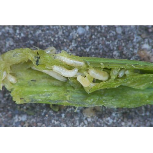 Ecostyle aaltjes tegen wortelvlieg 60 m2 - afbeelding 2