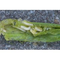 Ecostyle aaltjes tegen wortelvlieg 60 m2 - afbeelding 2