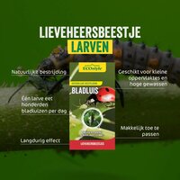 Ecostyle larven van lieveheersbeestje 20 m² - afbeelding 2