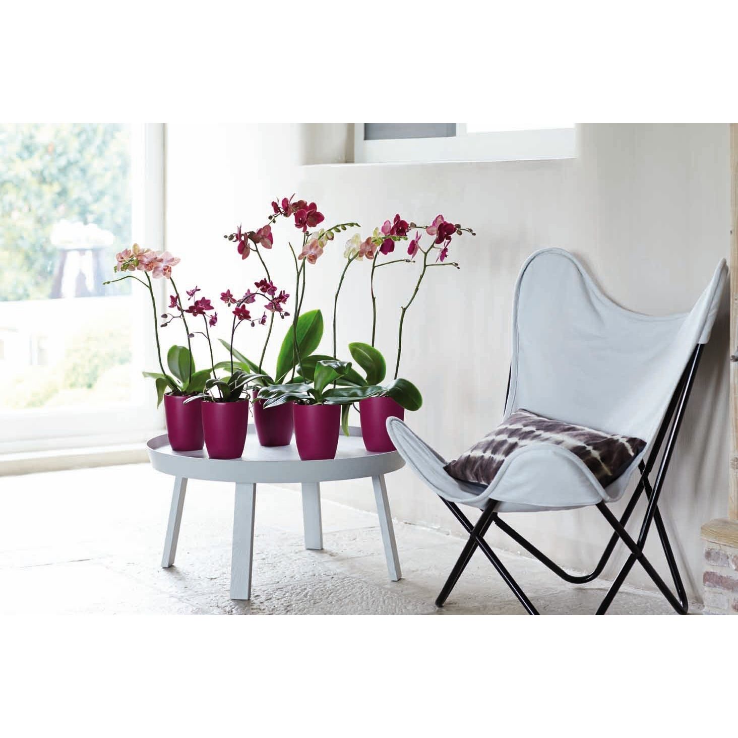 Elho Brussels orchidee high 12,5 kers