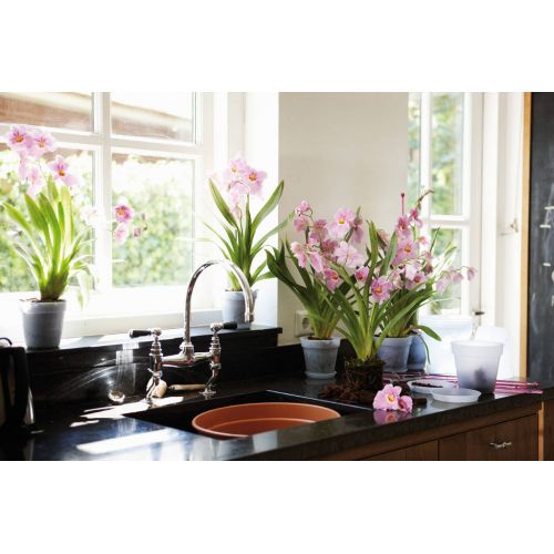 Elho green basic orchidee 15 transparant - afbeelding 2