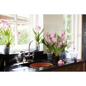 Elho green basic orchidee 15 transparant - afbeelding 2