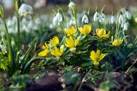 Eranthis cilicica 15 knollen - afbeelding 2