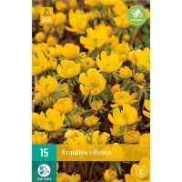 Eranthis cilicica 15 knollen - afbeelding 1