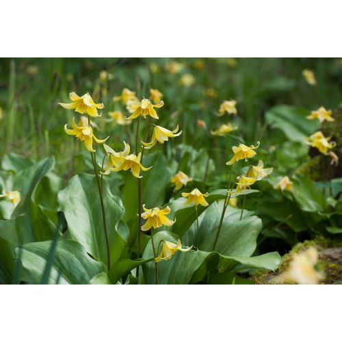 Erythronium pagoda 3 bollen - afbeelding 2