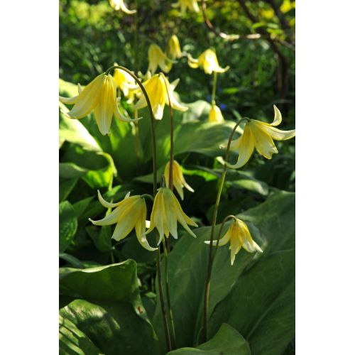 Erythronium pagoda 3 bollen - afbeelding 3