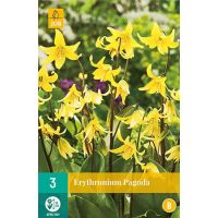 Erythronium pagoda 3 bollen - afbeelding 1