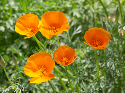 Eschscholzia / Slaapmutsje