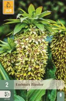 Eucomis bicolor 2 bollen