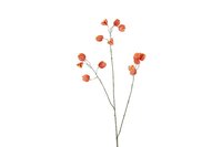 Countryfield zijden Euonymus europaeus 106 cm oranje