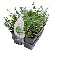 Euonymus fort. 'Emerald Gaiety' - Kardinaalsmuts