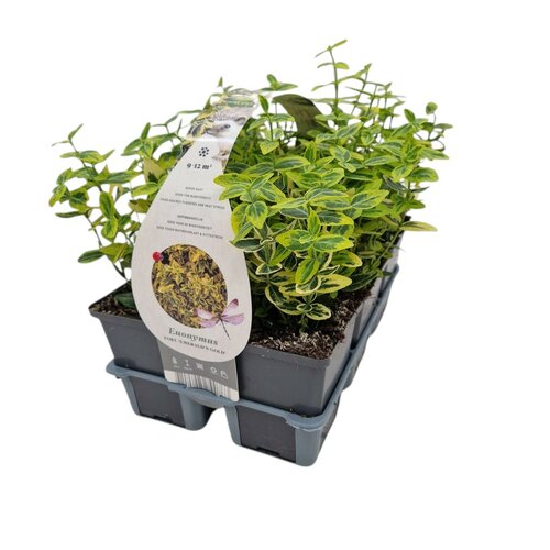 Euonymus fort. 'Emerald n Gold' - Kardinaalsmuts