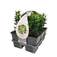 Euonymus jap. 'Green Spire' - Kardinaalsmuts