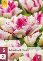 Tulp double shake 5 bollen