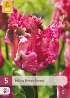 Tulp power parrot 5 bollen