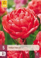 Tulp Taiwan 5 bollen