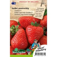 Fragaria Aardbei zaden Grandian F1