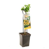 Framboos Rubus idaeus Fallgold struik - afbeelding 1