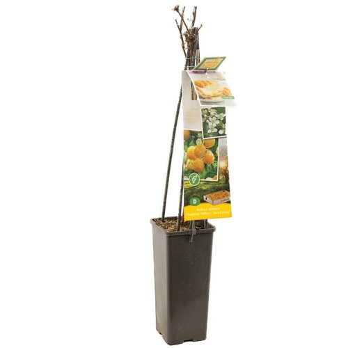 Framboos Rubus idaeus Sugana® Yellow