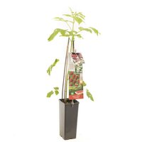 Framboos Rubus idaeus Tulameen