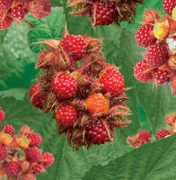 Framboos rubus phoenicolasius Japanse Wijnbes - afbeelding 3