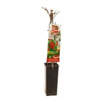 Framboos rubus phoenicolasius Japanse Wijnbes - afbeelding 2