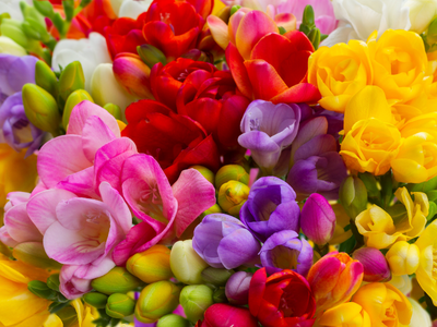 Freesia