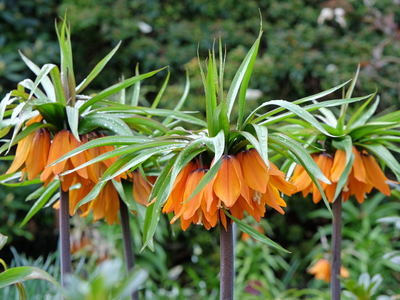 Fritillaria