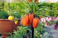 Fritillaria imperialis aurora 1 bol - afbeelding 2